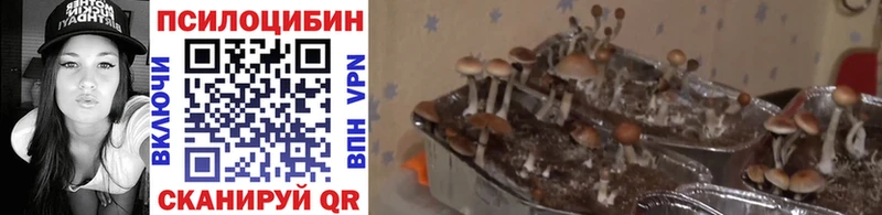 Галлюциногенные грибы прущие грибы Горняк